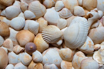 seashells on the beach