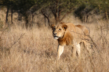Plakat Afrikanischer Löwe / African lion / Panthera leo.
