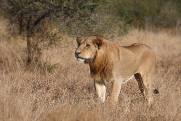 Afrikanischer Löwe / African lion / Panthera leo.
