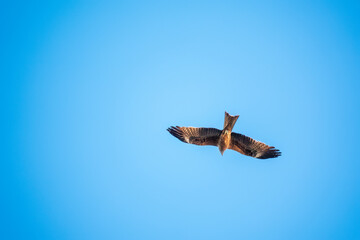 The bird of prey Black Kite flying in blue Sky