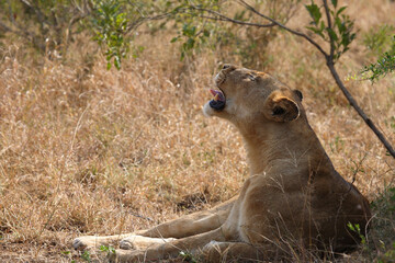 Afrikanischer Löwe / African lion / Panthera leo.