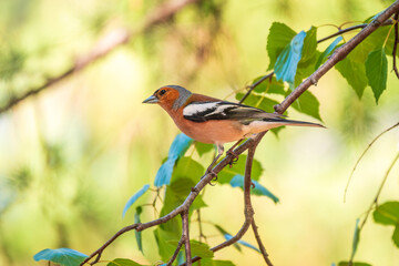 Common chaffinch, Fringilla coelebs, sits on a branch in spring on green background. Common chaffinch in wildlife.