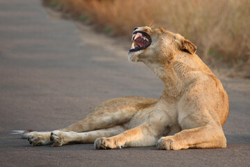 Afrikanischer Löwe / African lion / Panthera leo.