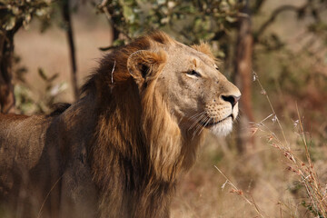 Afrikanischer Löwe / African lion / Panthera leo.