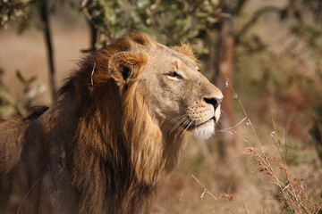 Afrikanischer Löwe / African lion / Panthera leo.