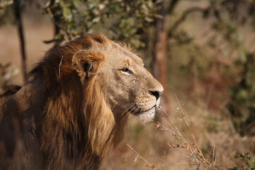 Afrikanischer Löwe / African lion / Panthera leo.