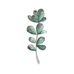 Succulent cactus painted in watercolor. Home garden flower isolated on white background. High quality illustration