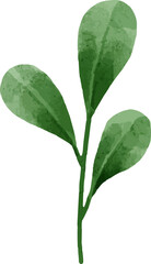 Leaves Watercolor Illustration