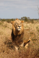 Afrikanischer Löwe / African lion / Panthera leo.