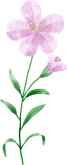 Fototapeta na wymiar Watercolor Flower Illustration