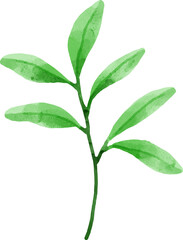 Leaves Watercolor Illustration