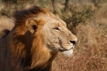 Afrikanischer Löwe / African lion / Panthera leo.