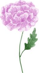 Watercolor Flower Illustration