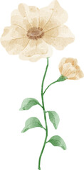 Watercolor Flower Illustration