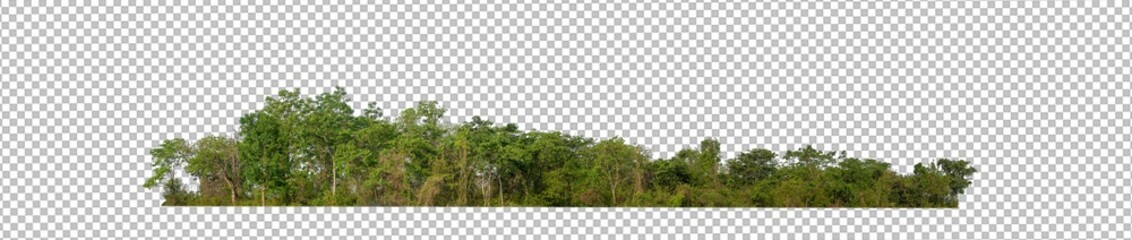 Green trees isolated on transparent background forest and summer foliage for both print and web with cut path and alpha channel