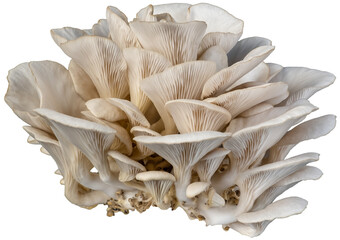 isolated oyster mushroom cutout on transparent background. © tanarch