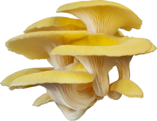 isolated oyster mushroom cutout on transparent background.