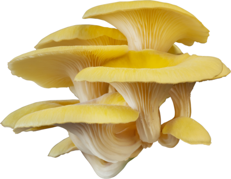 isolated oyster mushroom cutout on transparent background.