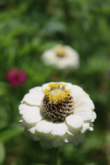 Close-up of white Zinnia in bloom in the garden. Zinnia elegans