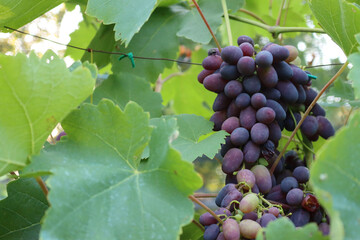 Close-up of ripe Sweet black grape on plants in the vineyard