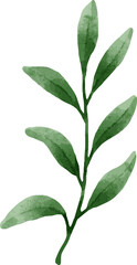 Leaves Watercolor Illustration