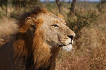 Obraz premium Afrikanischer Löwe / African lion / Panthera leo.