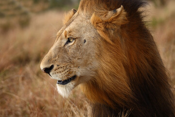 Afrikanischer Löwe / African lion / Panthera leo.