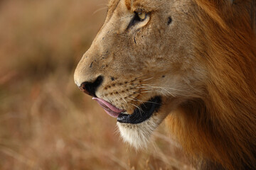 Afrikanischer Löwe / African lion / Panthera leo.