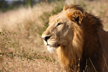 Plakat Afrikanischer Löwe / African lion / Panthera leo.