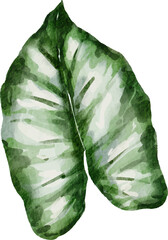 Naklejka premium Monstera plant leaf watercolor