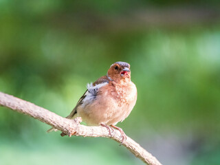 Common chaffinch, Fringilla coelebs, sits on a branch in spring on green background. Common chaffinch in wildlife.