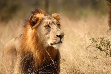 Afrikanischer Löwe / African lion / Panthera leo.