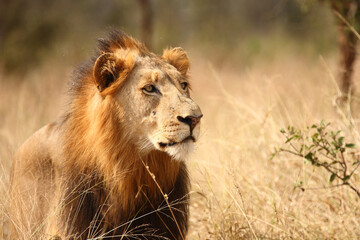 Afrikanischer Löwe / African lion / Panthera leo.