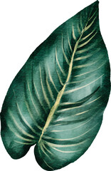 Monstera plant leaf watercolor