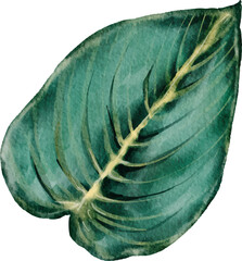 Monstera plant leaf watercolor