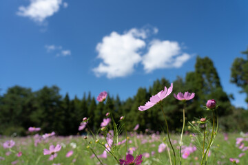 コスモス、花、秋
