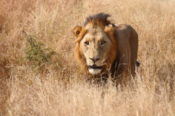Afrikanischer Löwe / African lion / Panthera leo.