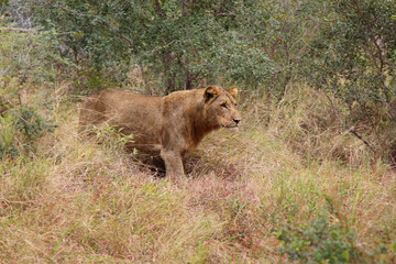 Afrikanischer Löwe / African lion / Panthera leo.