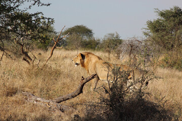 Afrikanischer Löwe / African lion / Panthera leo.