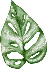 Monstera plant leaf watercolor