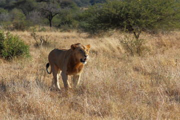 Afrikanischer Löwe / African lion / Panthera leo.