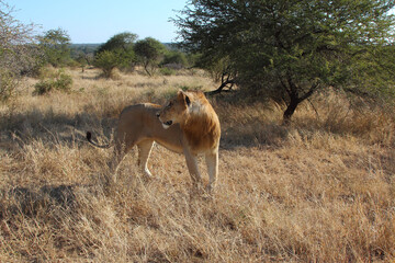 Afrikanischer Löwe / African lion / Panthera leo.