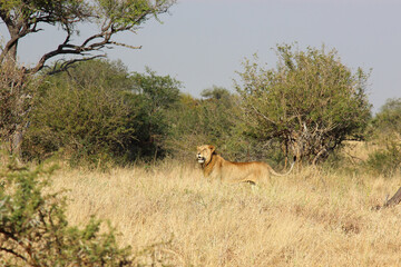Afrikanischer Löwe / African lion / Panthera leo.