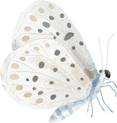 Butterfly Watercolor Illustration