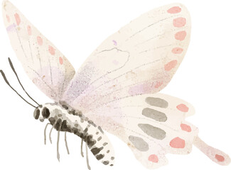 Butterfly Watercolor Illustration