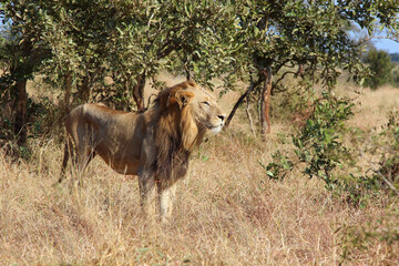 Afrikanischer Löwe / African lion / Panthera leo.
