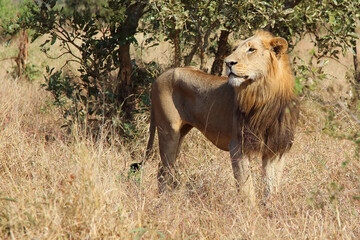 Afrikanischer Löwe / African lion / Panthera leo.