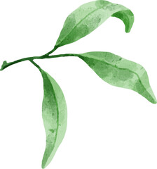 Hand painted watercolor leaves