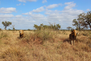 Afrikanischer Löwe / African lion / Panthera leo.
