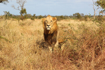 Afrikanischer Löwe / African lion / Panthera leo.